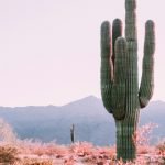 "Desert Lessons" Sermon by Rev. Elizabeth Nguyen, Members of Sanctuary Boston