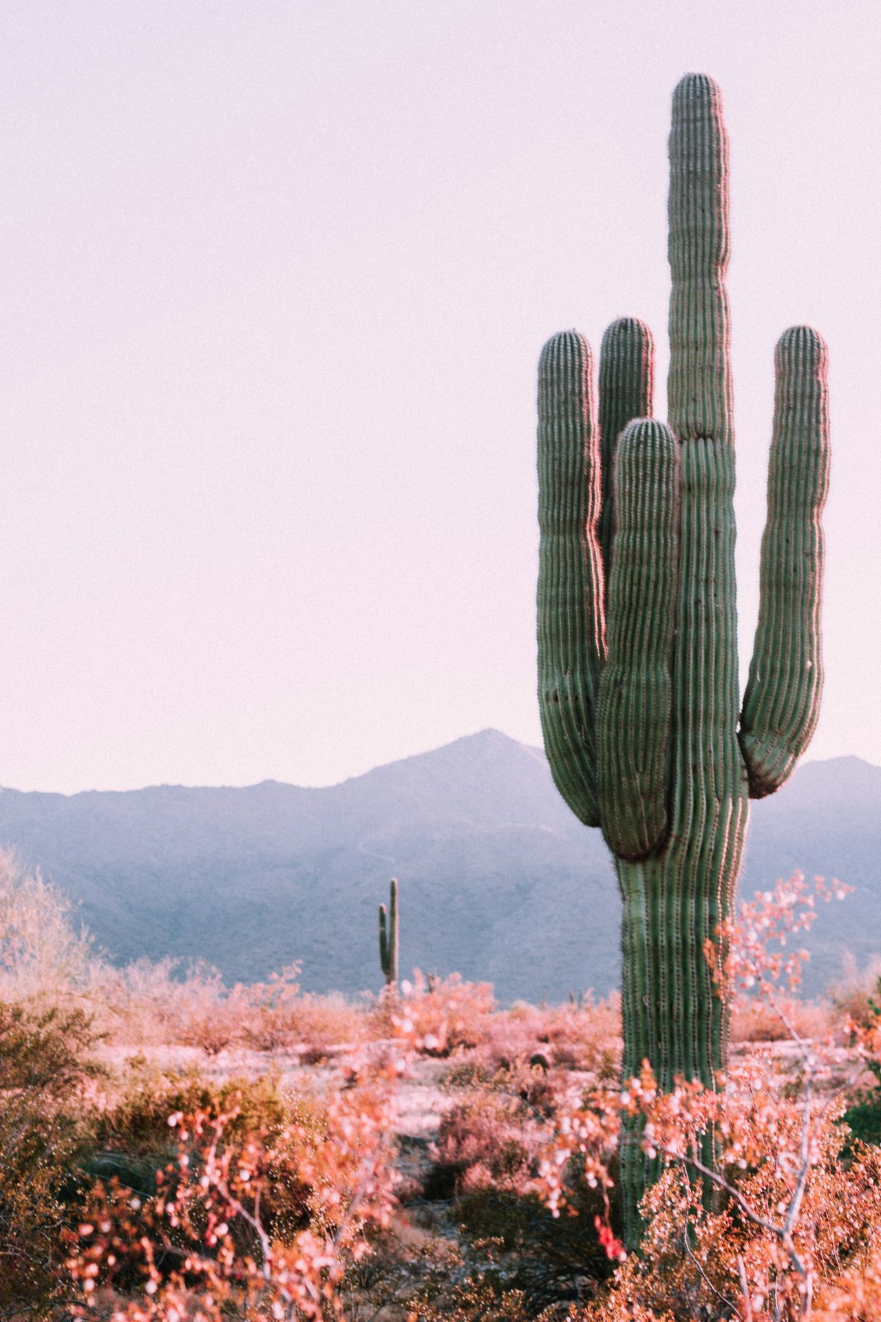"Desert Lessons" Sermon by Rev. Elizabeth Nguyen, Members of Sanctuary Boston