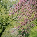 "The Poetry of Spring" Sermon by Rev. Dr. Stephanie May