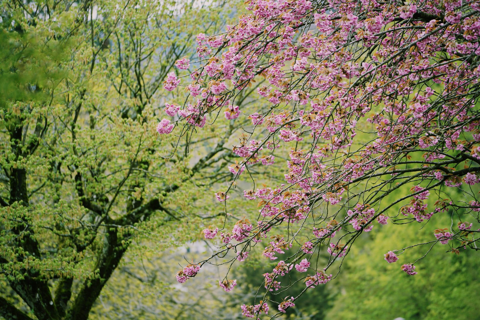 "The Poetry of Spring" Sermon by Rev. Dr. Stephanie May