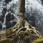 Sermon: “Growing Together” Rev. Dr. Stephanie May