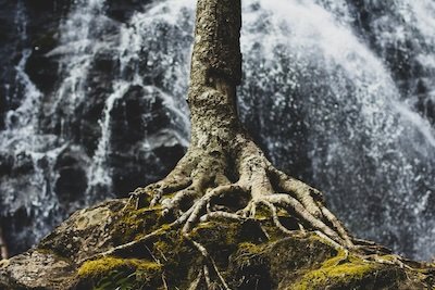 Sermon: “Growing Together” Rev. Dr. Stephanie May
