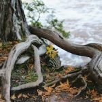 Sermon: "Watering the Roots"  Rev. Dr. Stephanie May