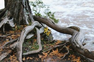 Sermon: "Watering the Roots"  Rev. Dr. Stephanie May