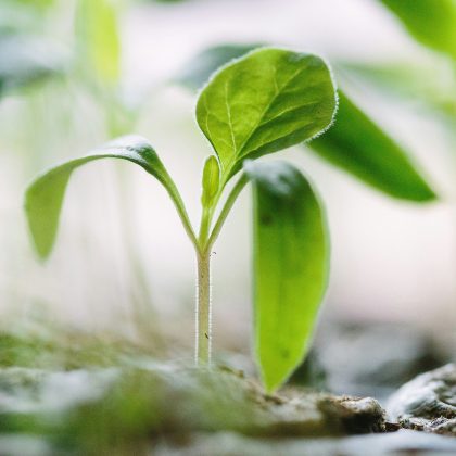 Bright green single seedling sprouting