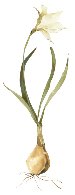 Single white lily bulb with roots