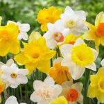 Daffodil Bulb Planting