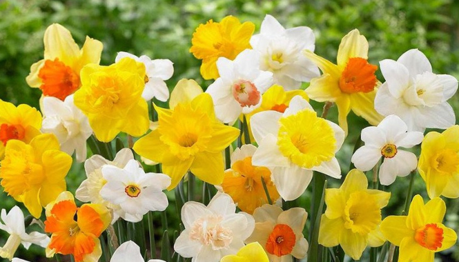 Daffodil Bulb Planting