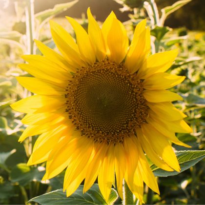 A single large sunflower