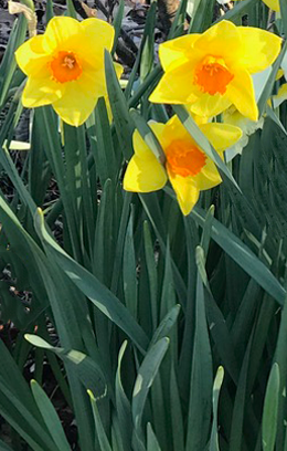 Three yellow and orange daffodils blooming on long green stems